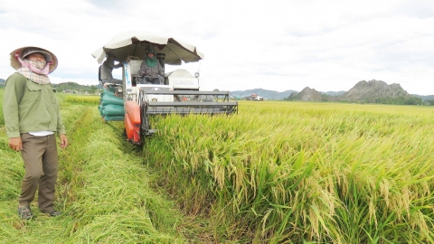 Cánh đồng lúa 'không dấu chân' cho lãi trên 30 triệu đồng/ha