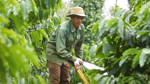 Giảm chi phí, tăng lợi nhuận nhờ tiết kiệm nước tưới cà phê