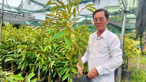 Bến Tre sưu tập, bảo tồn cây đầu dòng, nâng cao chất lượng cây giống