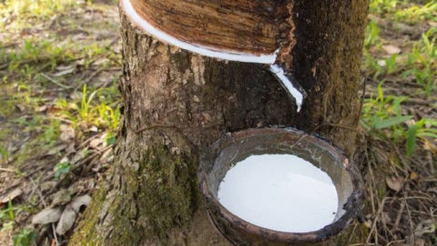 Rubber prices on December 24, 2024: Slight increase in Shanghai