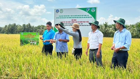 Trà Vinh thực hiện 8 mô hình lúa chất lượng cao, phát thải thấp