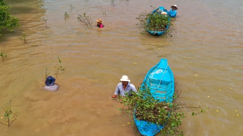 Trồng xen hơn 110ha đước, tăng đa dạng hệ sinh thái rừng ngập mặn