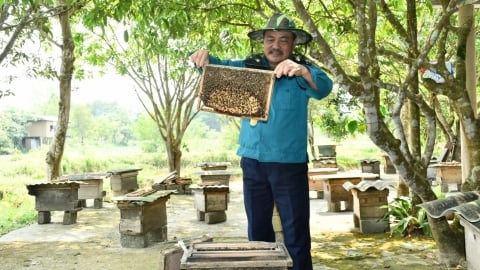 Nuôi ong rừng ở Giăng Màn: [Bài cuối] Nâng tầm trên sàn OCOP