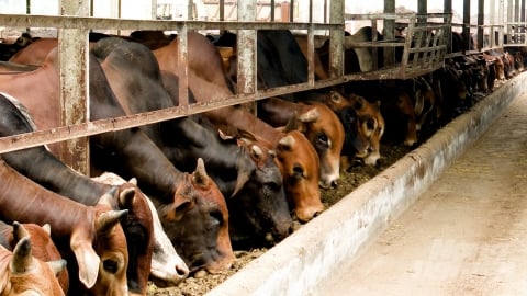 Tây Ninh phát triển đàn bò thịt chất lượng cao: [Bài 3] Chăn nuôi tập trung hiện đại, khép kín