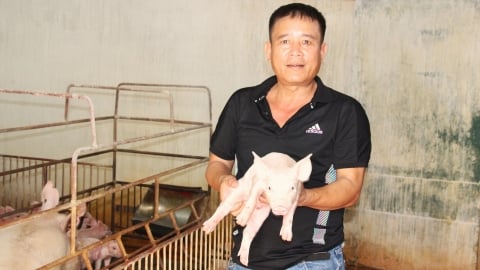'Không có vacxin dịch tả lợn Châu Phi có khi phải bỏ nghề chăn nuôi'