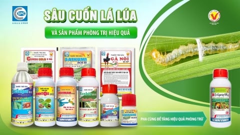 Sâu cuốn lá gây hại và cách phòng trị