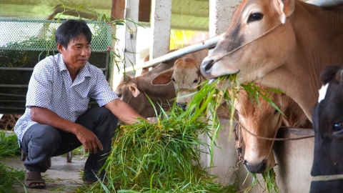 Cần chiến lược an toàn sinh học quốc gia cho ngành chăn nuôi