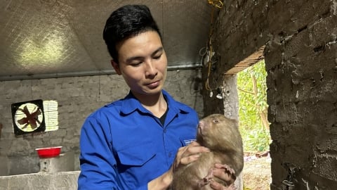 Chàng trai người Dao làm giàu từ dúi