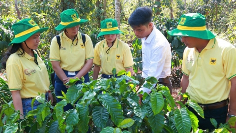 Lưu ý khi bón phân cho cà phê giai đoạn giữa mùa mưa