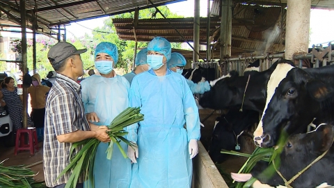 Thống nhất bồi thường thiệt hại cho hộ dân có bò sữa chết ở Lâm Đồng