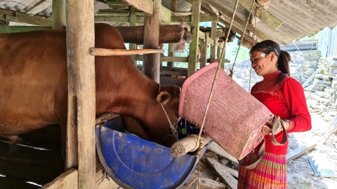 Vật nuôi khỏe, bà con vui, tiền vào túi