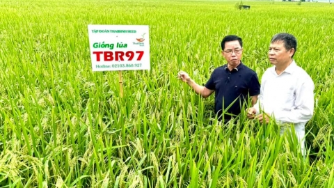 ThaiBinh Seed ủng hộ bà con vùng lũ 50 tấn giống trị giá 3 tỷ đồng