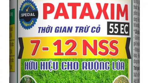 Pataxim 55EC: Sản phẩm chuyên diệt các loại cỏ hiệu quả cho ruộng lúa