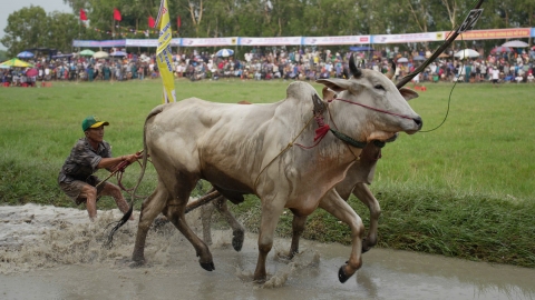 Phân bón Bình Điền đồng hành lễ hội đua bò Bảy Núi