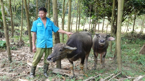 Những con trâu hy vọng