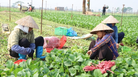 Tăng tốc sản xuất rau vụ đông đáp ứng nhu cầu thị trường