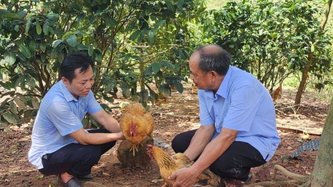 Nuôi gà dưới tán trà hoa vàng