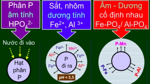 Bón phân cho sầu riêng thời kỳ ra hoa vùng Đông Nam bộ