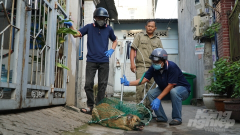 Bắt chó thả rông trên tinh thần không đánh trống bỏ dùi