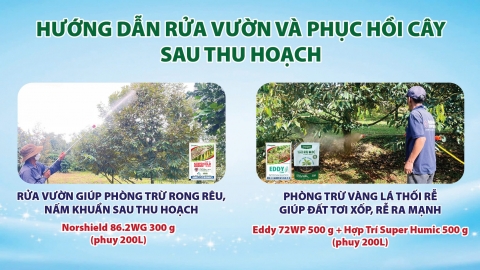 Kỹ thuật chăm sóc sầu riêng Hợp Trí giúp đạt chuẩn xuất khẩu