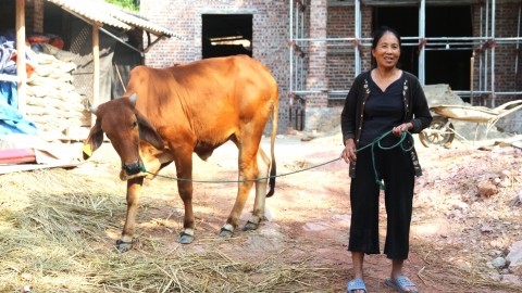 Niềm vui, nguồn thu đến từ những đàn bò dự án