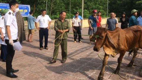 Kỹ thuật phối giống cho bò sinh sản