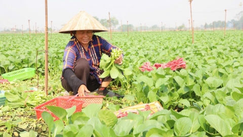 Vượt bão lũ thiên tai, sản xuất nông nghiệp Hà Nội đạt kết quả ấn tượng