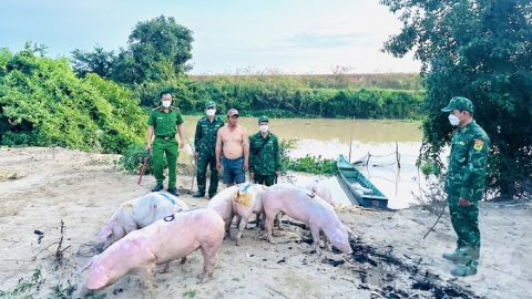 Buôn bán, vận chuyển trái phép lợn qua biên giới vô cùng phức tạp, Bộ NN-PTNT yêu cầu xử lý nghiêm