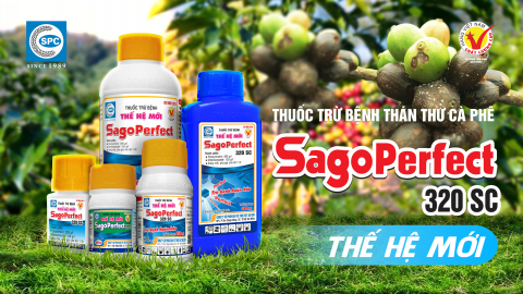 Sagoperfect 320SC thuốc trừ bệnh thán thư cà phê