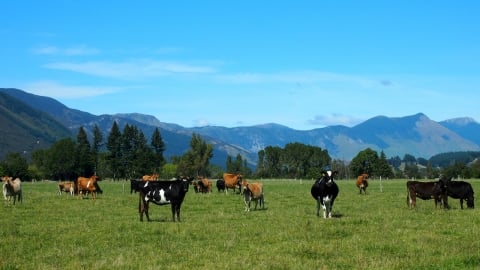 New Zealand hủy kế hoạch đánh thuế khí thải nhà kính đối với nông nghiệp