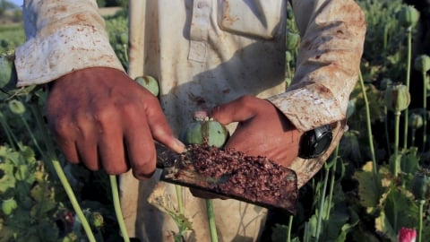 ‘Hậu quả lớn' khi Afghanistan ngừng trồng thuốc phiện