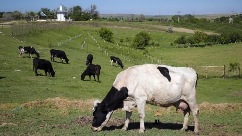 Đan Mạch đánh thuế carbon với ngành chăn nuôi từ năm 2030
