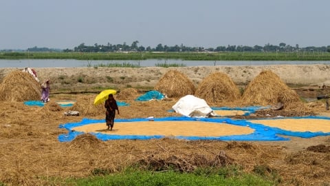 Bangladesh đối mặt thách thức lớn về an ninh lương thực do nắng nóng