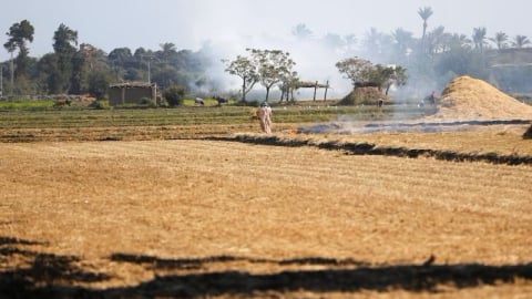 Ngành nông nghiệp Ai Cập bùng nổ trong bối cảnh kinh tế suy thoái