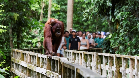 Malaysia điều chỉnh lại kế hoạch 'ngoại giao đười ươi'