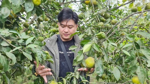 Thương hiệu cam Vinh ngày một lụi tàn