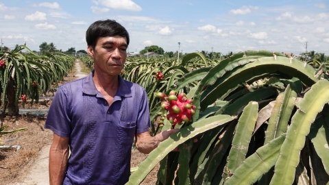 Liên kết sản xuất thanh long sạch ở Hội quán Cầu Đôi