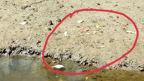 Cá tự nhiên chết bất thường hàng loạt trên sông Lạch Giang