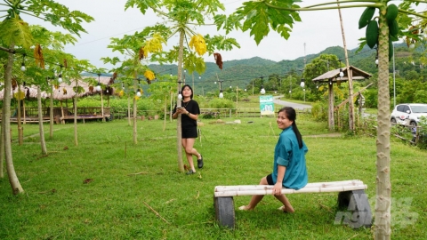 Dọc đường biên Mường Lát: [Bài 5] Người trẻ dựng nghiệp trên đỉnh mù sương