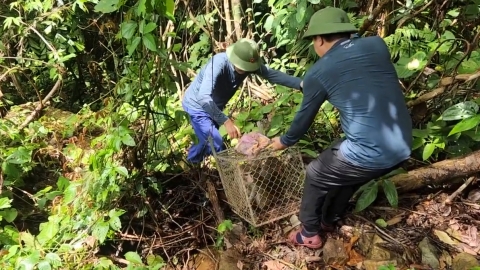 15 cá thể động vật hoang dã được thả về môi trường tự nhiên