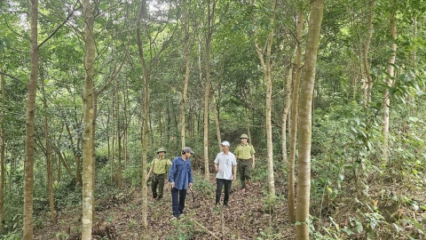 Sáng lên dưới những cánh rừng: [Bài 2] Chuyển hướng trồng cây bản địa để có thu nhập tiền tỷ