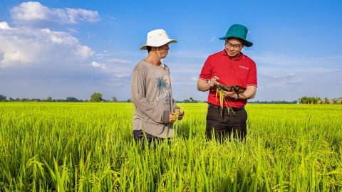 Agribank cho vay liên kết sản xuất, chế biến, tiêu thụ lúa gạo chất lượng cao