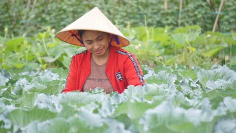 Thanh Hóa không để tình trạng được mùa, mất giá sản phẩm cây vụ đông