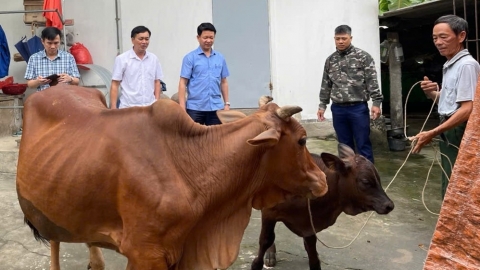 Chăn nuôi Nghệ An đạt được những chỉ tiêu quan trọng