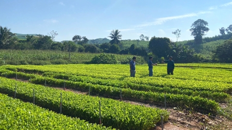 Lâm nghiệp Nghệ An sẽ ‘hóa rồng’ nếu đi đúng cách