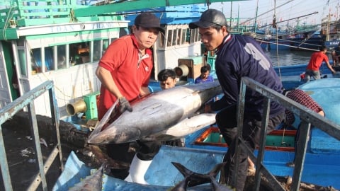 Xuất khẩu cá ngừ trước cơ hội tái lập kỷ lục 1 tỷ USD