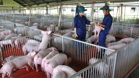 Việt Nam hướng đến xuất khẩu con giống vào năm 2030