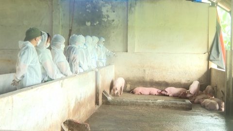 5% tổng đàn lợn ở Bắc Kạn nhiễm dịch tả lợn Châu Phi