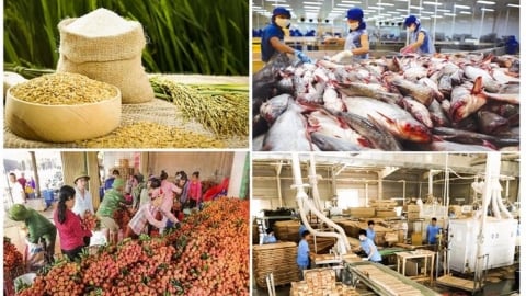 Thặng dư thương mại toàn ngành Nông nghiệp trên 8 tỷ USD, tăng hơn 62%