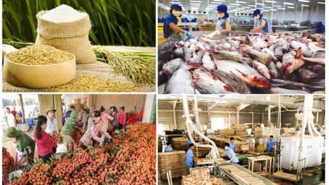 GDP ngành nông lâm thủy sản 6 tháng đầu năm tăng 3,38%